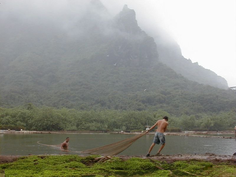moorea_shrimp_farm.jpg, 65 kB