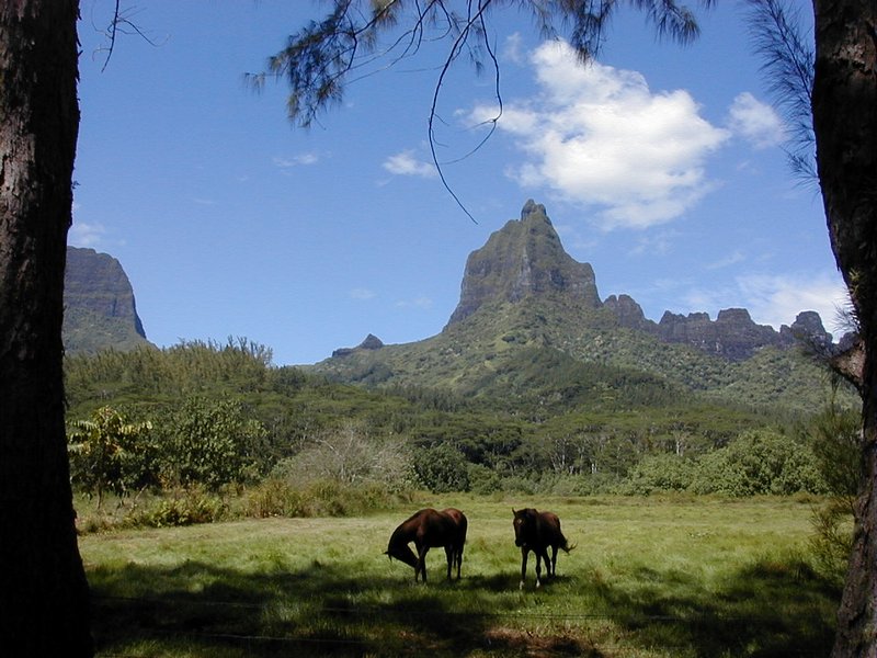 moorea_mouaroa_horse.jpg, 104 kB