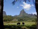 moorea_mouaroa_horse.jpg